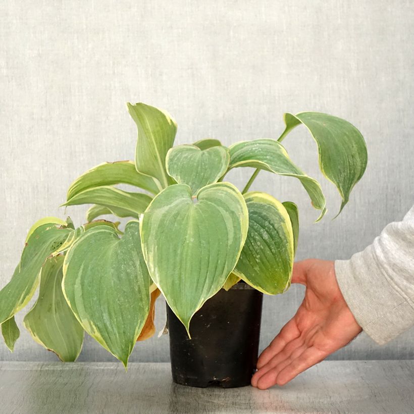 Esimerkki syksyllä toimitetusta Hosta Earth Angel Pot de 1,5L/2L-taimesta