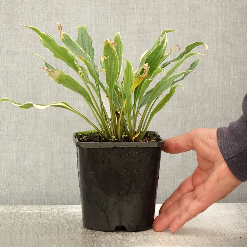 Esimerkki syksyllä toimitetusta Hosta Electrocution Pot de 1,5L/2L-taimesta
