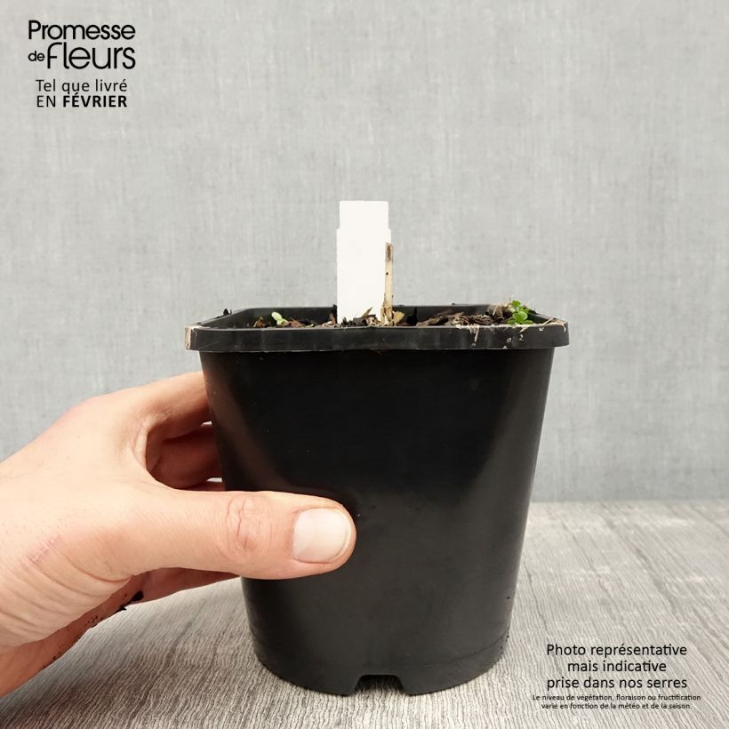 Esimerkki talvella toimitetusta Hosta Enterprise Pot de 1,5L/2L-taimesta