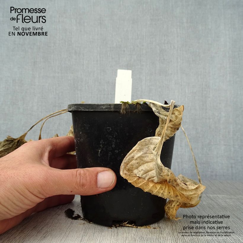 Esimerkki syksyllä toimitetusta Hosta Eye Catcher Pot de 1,5L/2L-taimesta