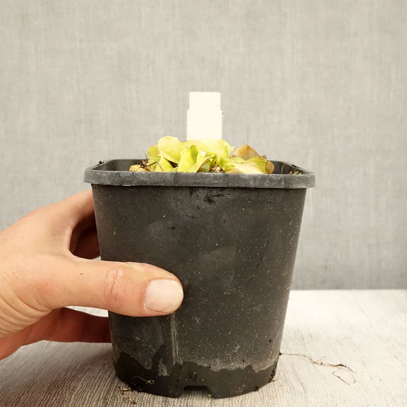 Esimerkki syksyllä toimitetusta Hosta Faithfull Heart Pot de 1,5L/2L-taimesta