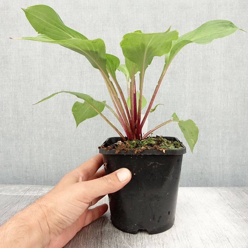 Esimerkki kesällä toimitetusta Kuunlilja First Blush Pot de 1,5L/2L-taimesta
