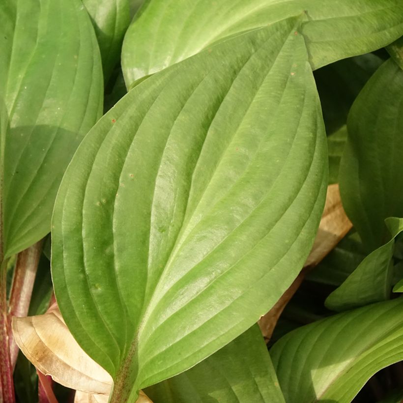 Kuunlilja First Blush (Lehvistö)