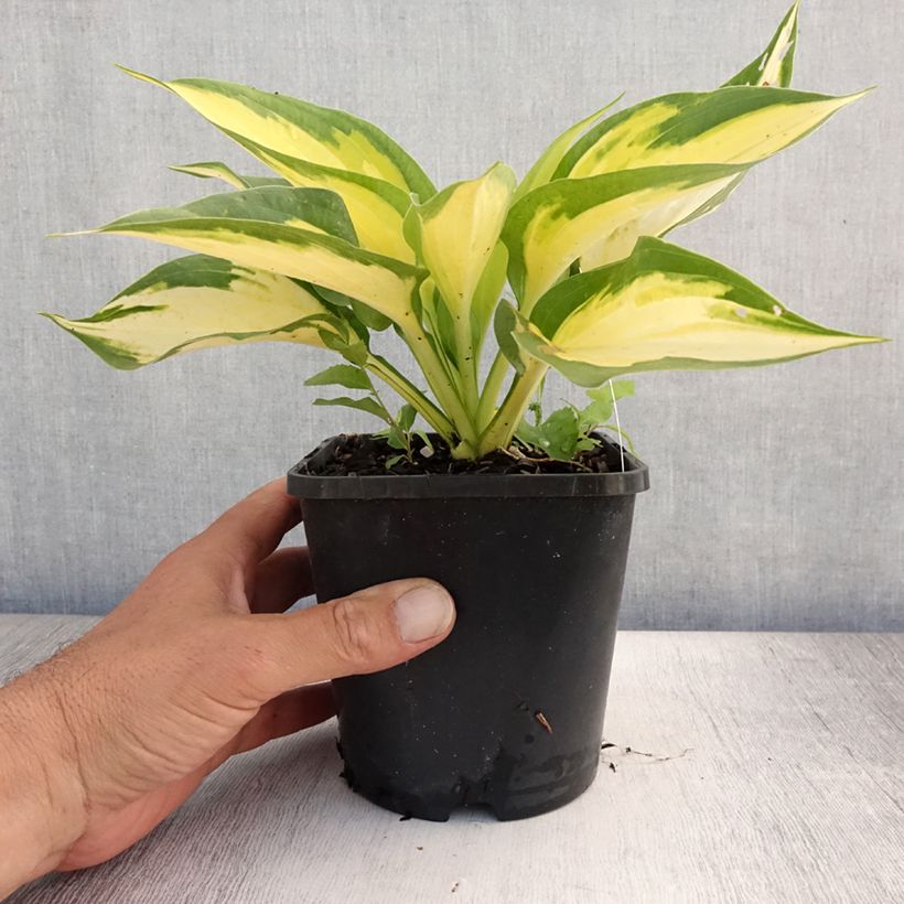 Esimerkki kesällä toimitetusta Kuunlilja Forbidden Fruit Ruukku 1,5L / 2L-taimesta