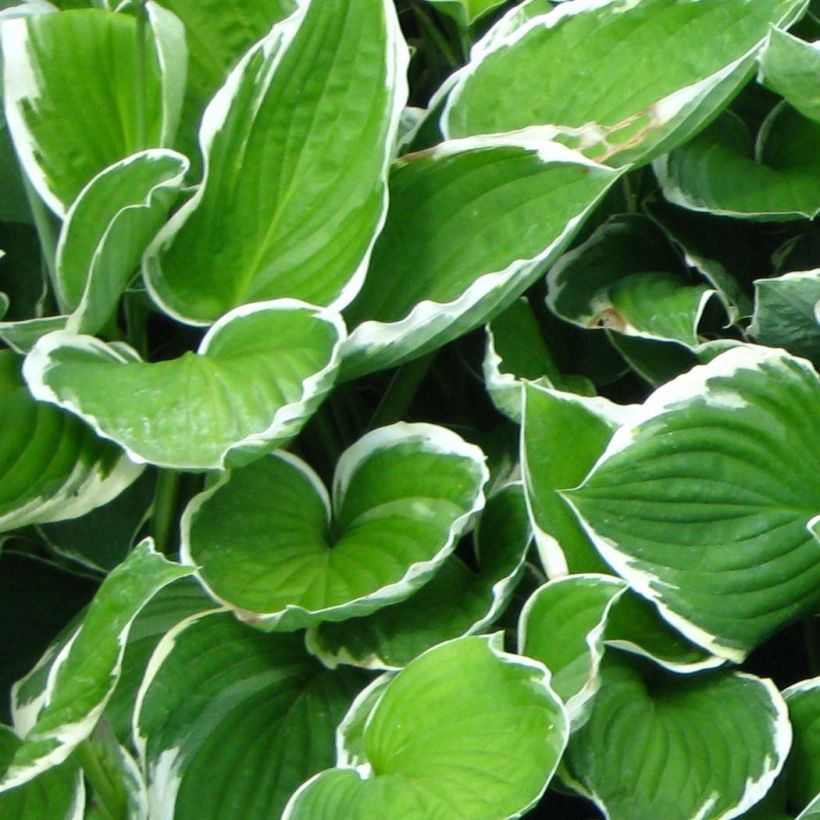 Komeakuunlilja Francee (Lehvistö)