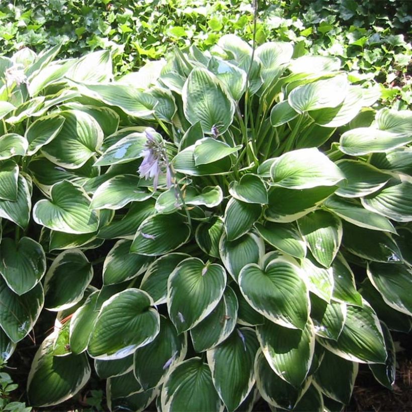 Komeakuunlilja Francee (Kasvutapa)