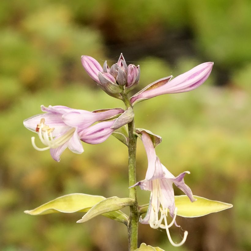 Komeakuunlilja Gold Standard (Kukinta)