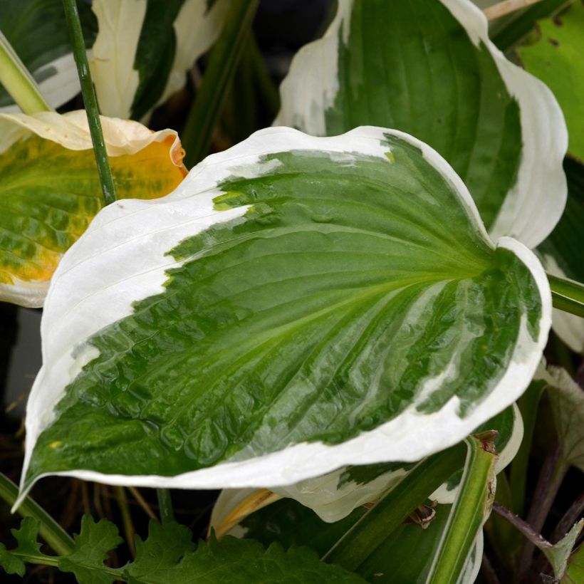 Komeakuunlilja Patriot (Foliage)