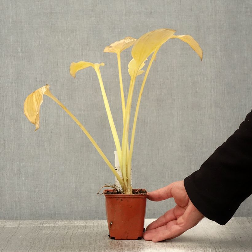 Esimerkki syksyllä toimitetusta Komeakuunlilja hyacinthina 8/9 cm taimiruukku-taimesta