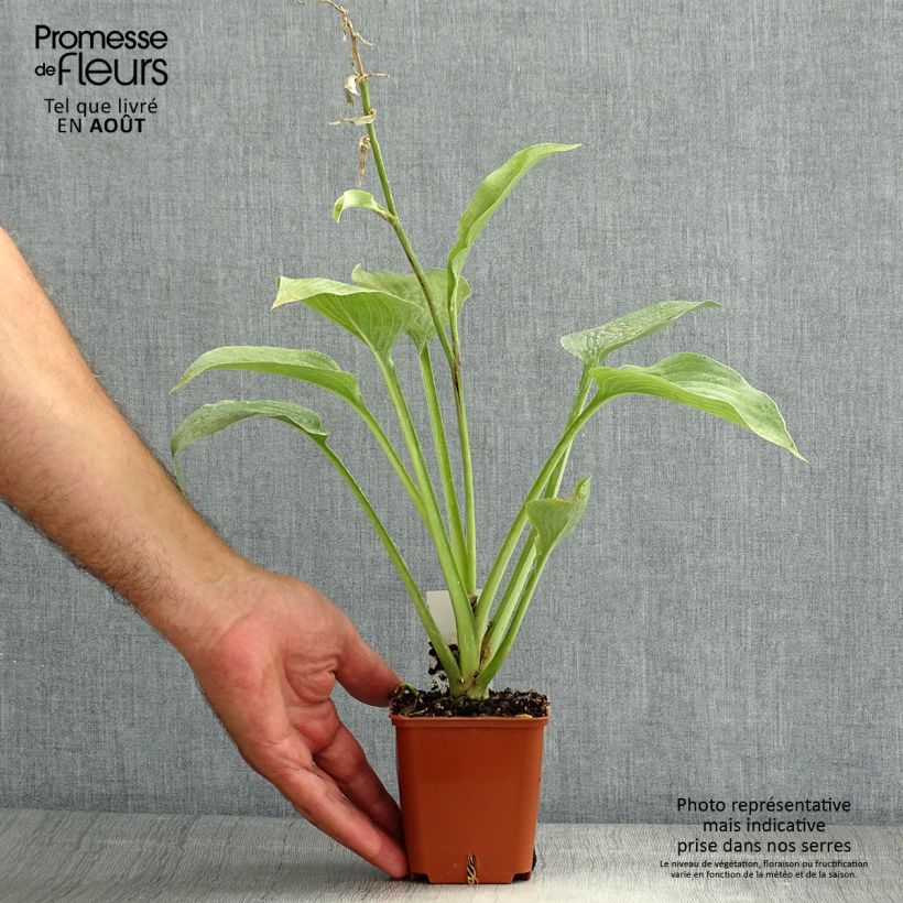 Esimerkki kesällä toimitetusta Komeakuunlilja hyacinthina Godet de 8/9 cm-taimesta