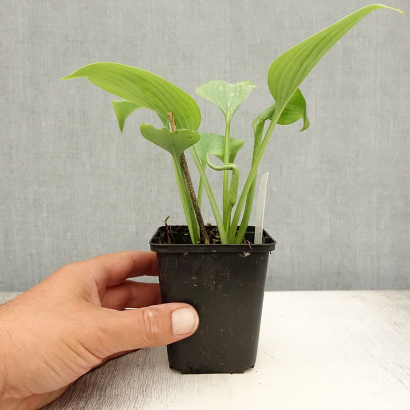 Esimerkki kesällä toimitetusta Kuunlilja Fragrant Blue Godet de 8/9 cm-taimesta