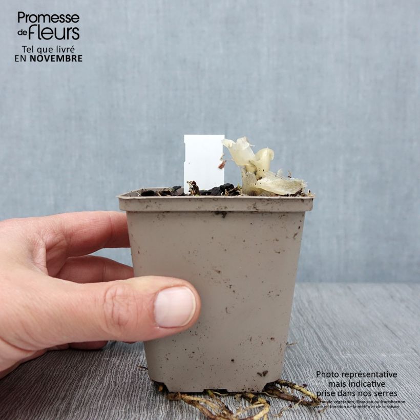 Esimerkki syksyllä toimitetusta Kuunlilja Fragrant Bouquet 8/9 cm taimiruukku-taimesta