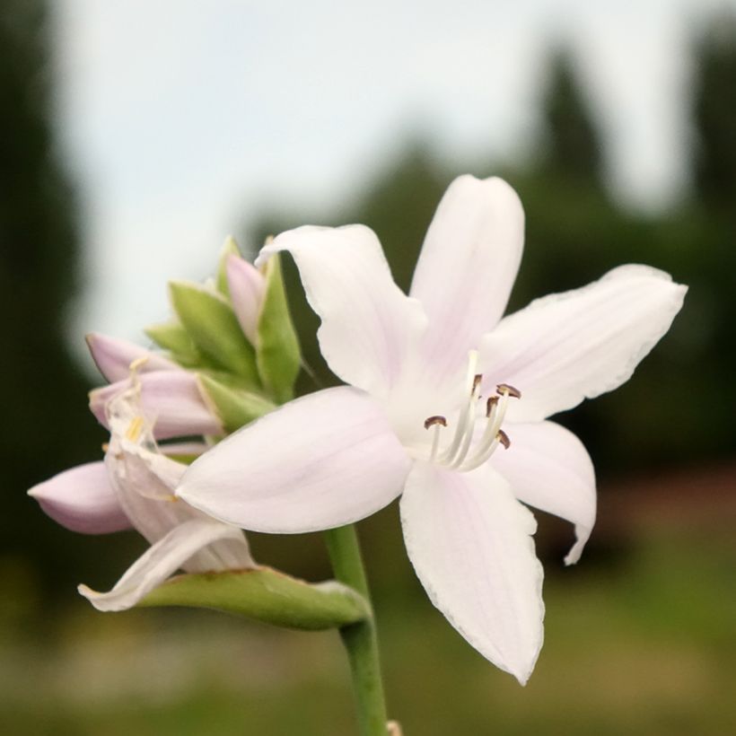 Kuunlilja Fragrant Bouquet (Kukinta)