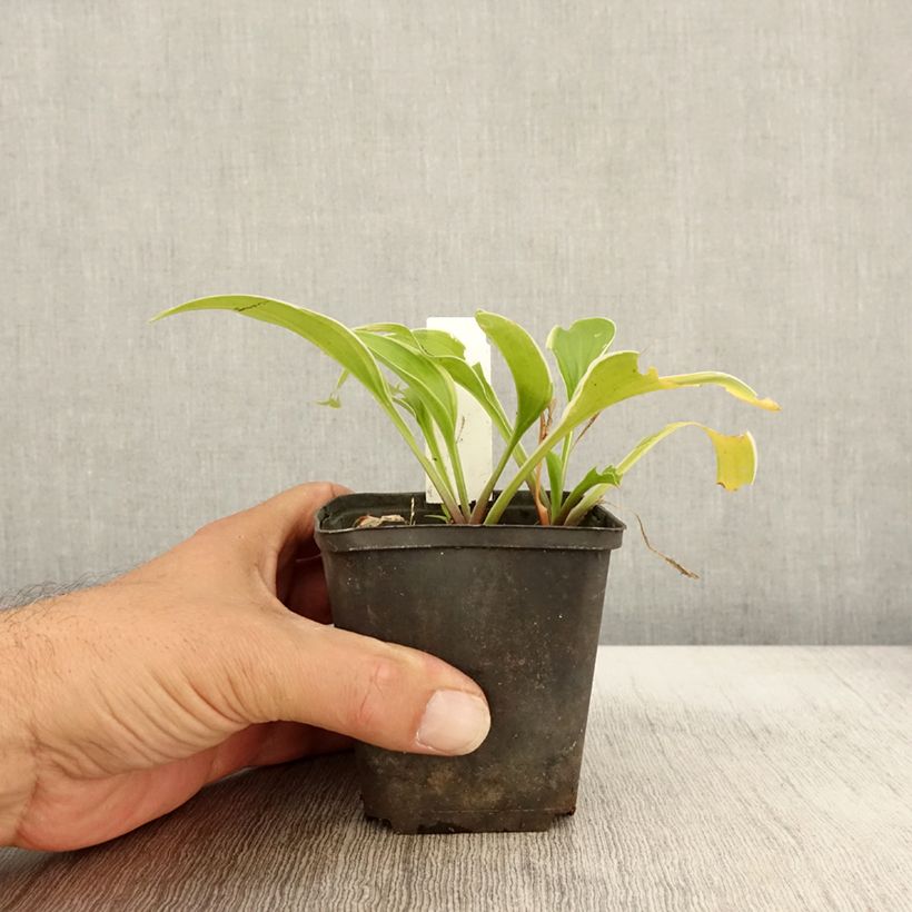 Esimerkki syksyllä toimitetusta Kuunlilja Fragrant Fire 8/9 cm taimiruukku-taimesta