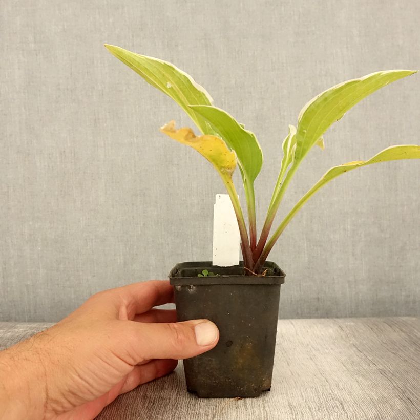 Esimerkki kesällä toimitetusta Kuunlilja Fragrant Fire Taimiruukku 8/9 cm-taimesta