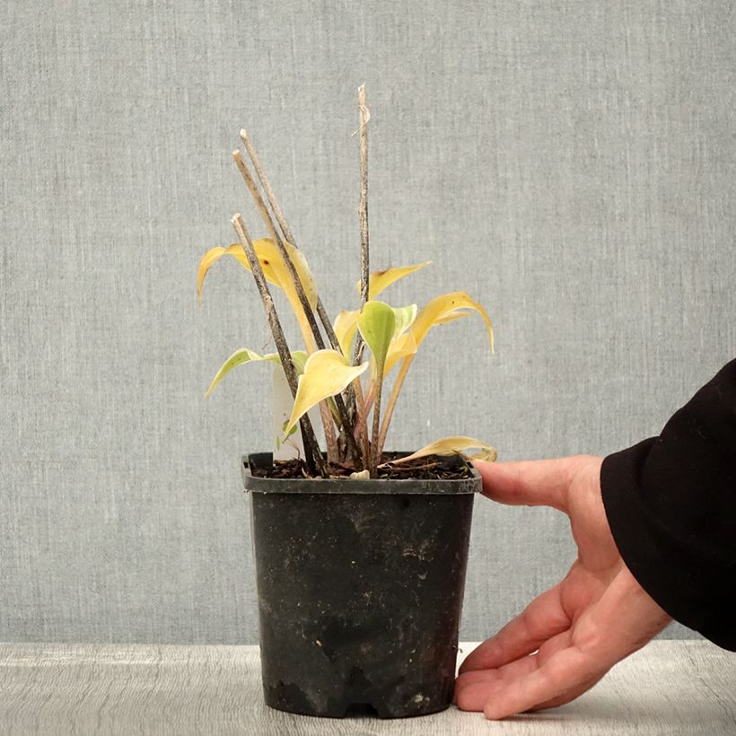 Esimerkki syksyllä toimitetusta Hosta Frosted Raspberry Pot de 1,5L/2L-taimesta