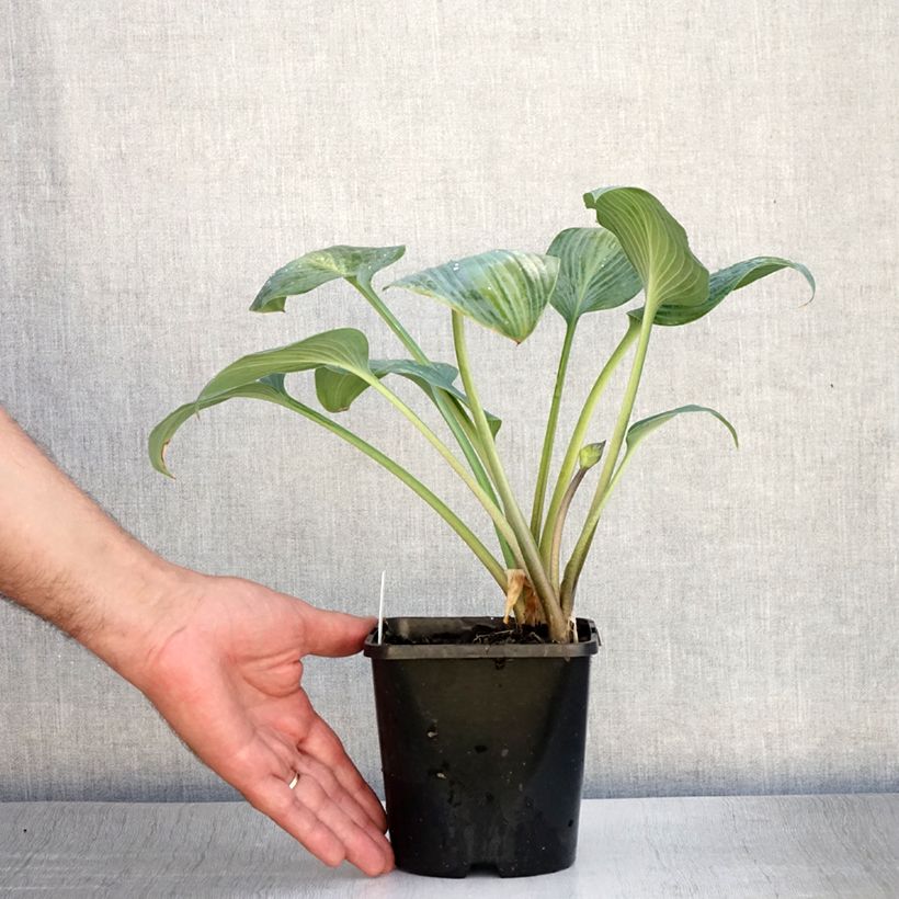 Esimerkki kesällä toimitetusta Hosta Goldbrook Glimmer Pot de 1,5L/2L-taimesta