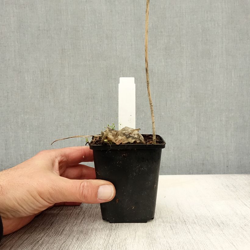 Esimerkki syksyllä toimitetusta Kuunlilja Golden Tiara 8/9 cm taimiruukku-taimesta
