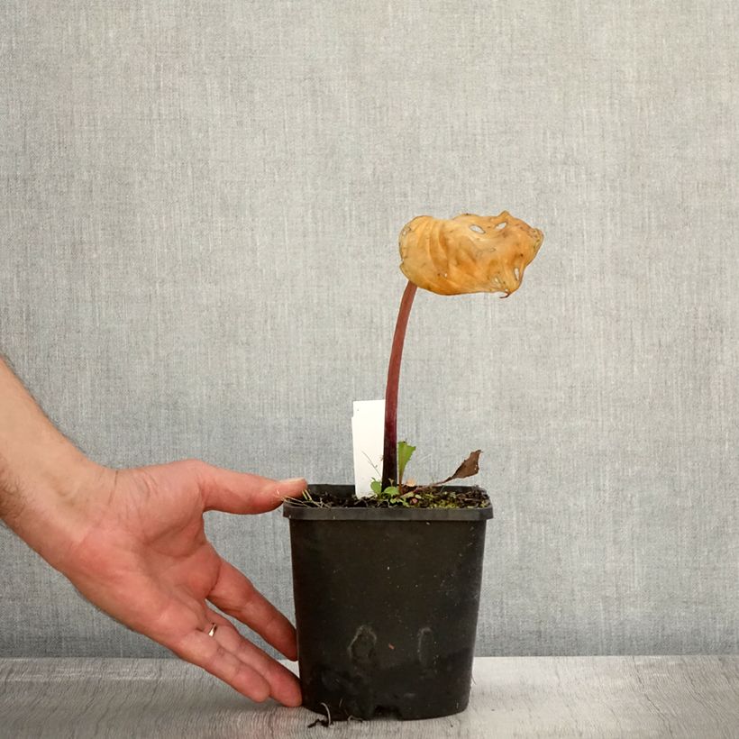 Esimerkki syksyllä toimitetusta Hosta Gooseberry Sundae Pot de 1,5L/2L-taimesta