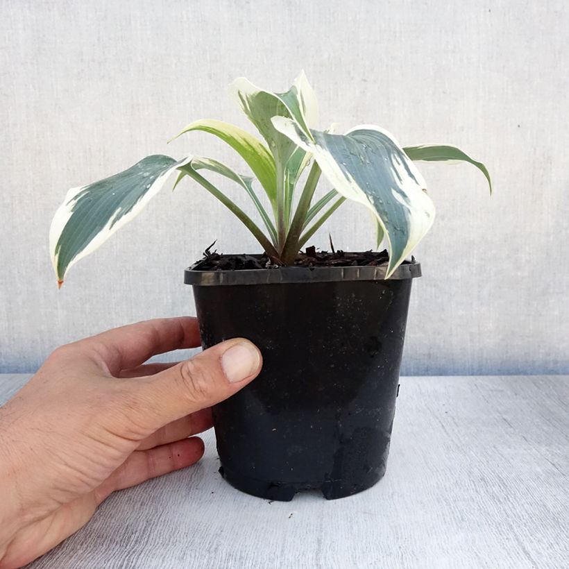 Esimerkki kesällä toimitetusta Kuunlilja Great Escape Pot de 1,5L/2L-taimesta