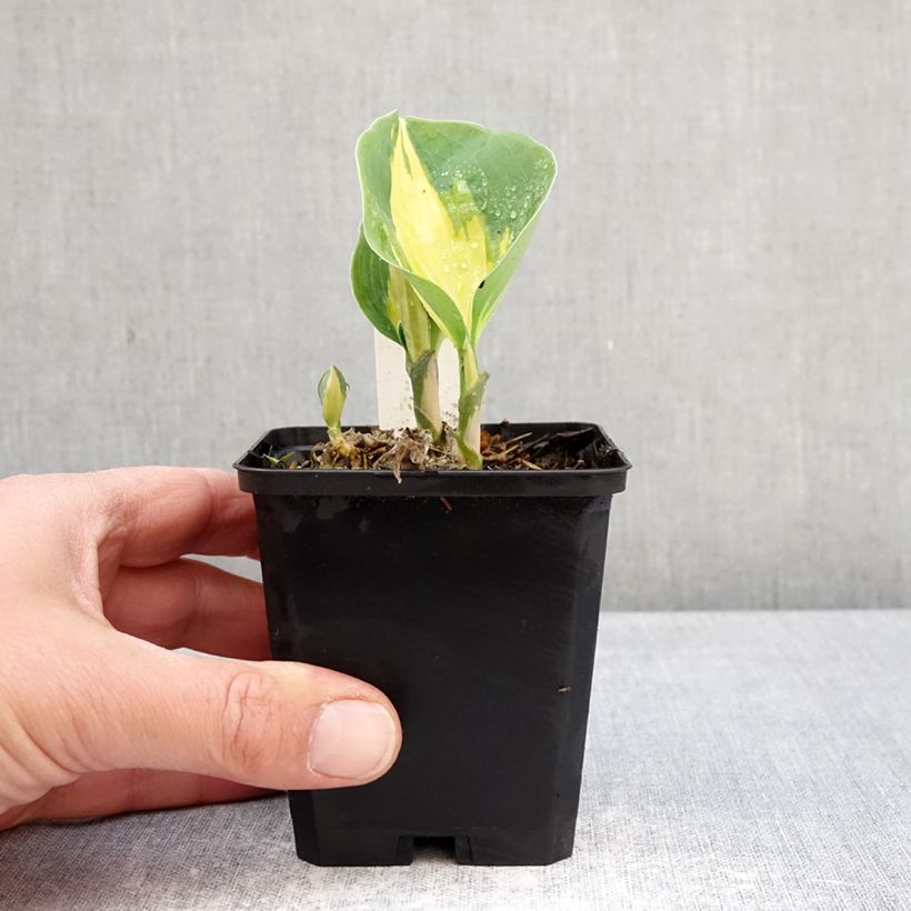 Esimerkki keväällä toimitetusta Sinikuunlilja Great Expectations Taimiruukku 8/9 cm-taimesta