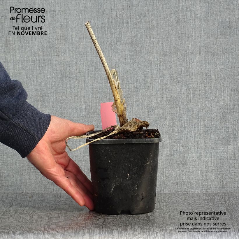 Esimerkki syksyllä toimitetusta Kuunlilja Guacamole 1,5 litran / 2 litran kannu-taimesta
