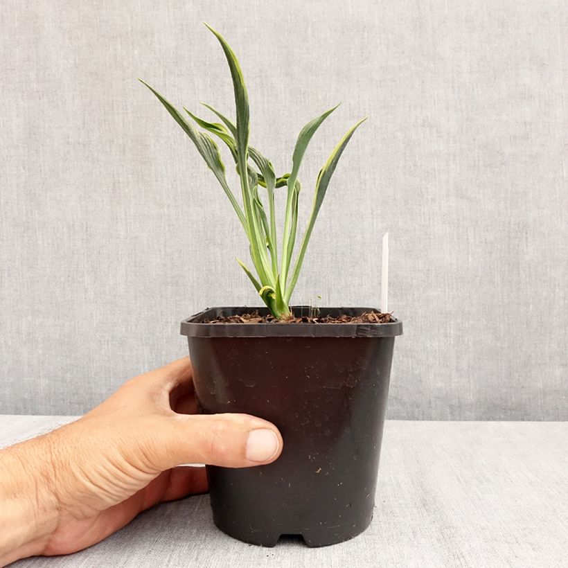 Esimerkki kesällä toimitetusta Kuunlilja Hands Up 1,5 litran / 2 litran kannu-taimesta