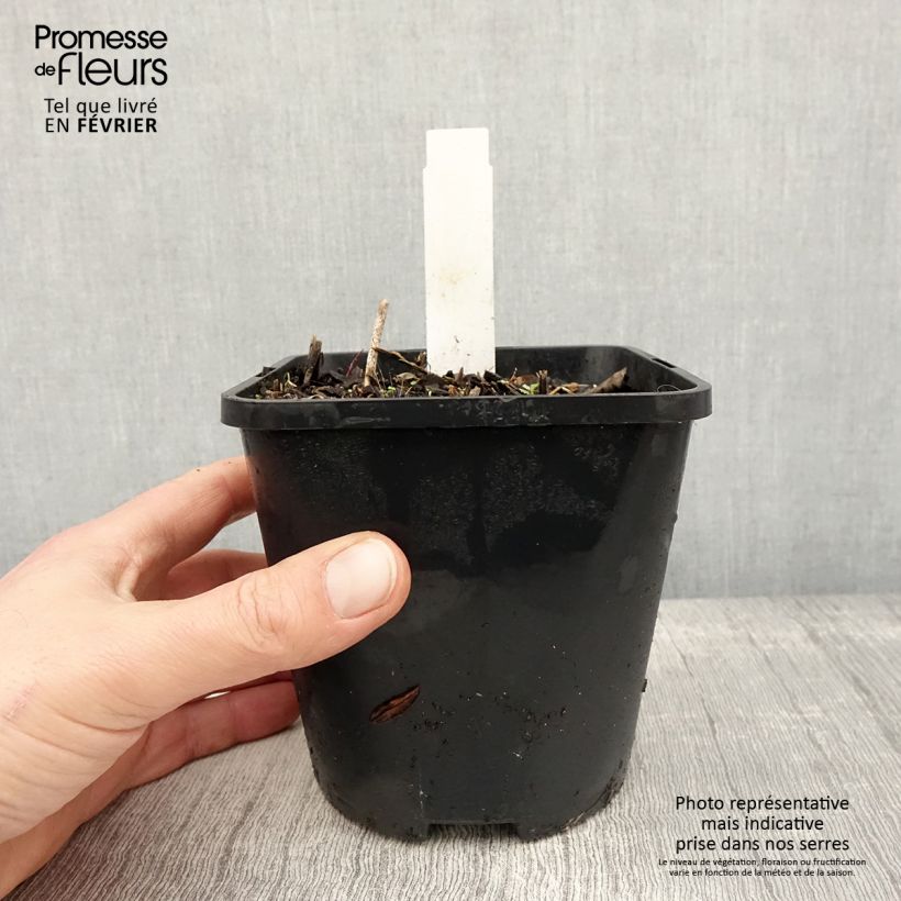 Esimerkki talvella toimitetusta Hosta Harry Van Trier Pot de 1,5L/2L-taimesta