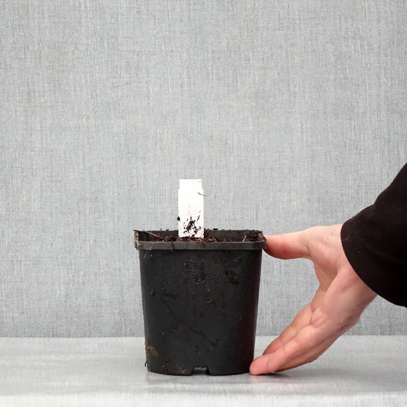 Esimerkki talvella toimitetusta Hosta Hyuga Urajiro Pot de 1,5L/2L-taimesta