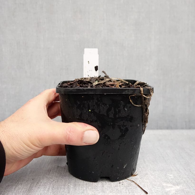 Esimerkki syksyllä toimitetusta Kuunlilja Improved White Feather 1,5 litran / 2 litran kannu-taimesta