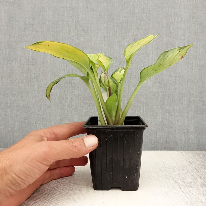 Esimerkki kesällä toimitetusta Myöhäiskuunlilja June Taimiruukku 8/9 cm-taimesta