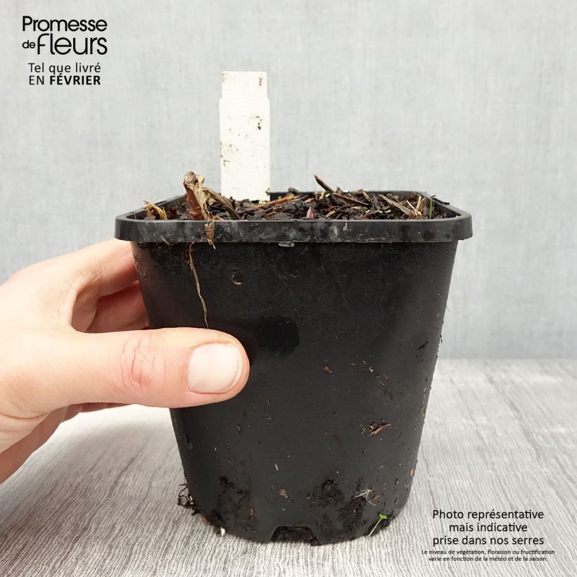 Esimerkki talvella toimitetusta Hosta June Fever Pot de 1,5L/2L-taimesta