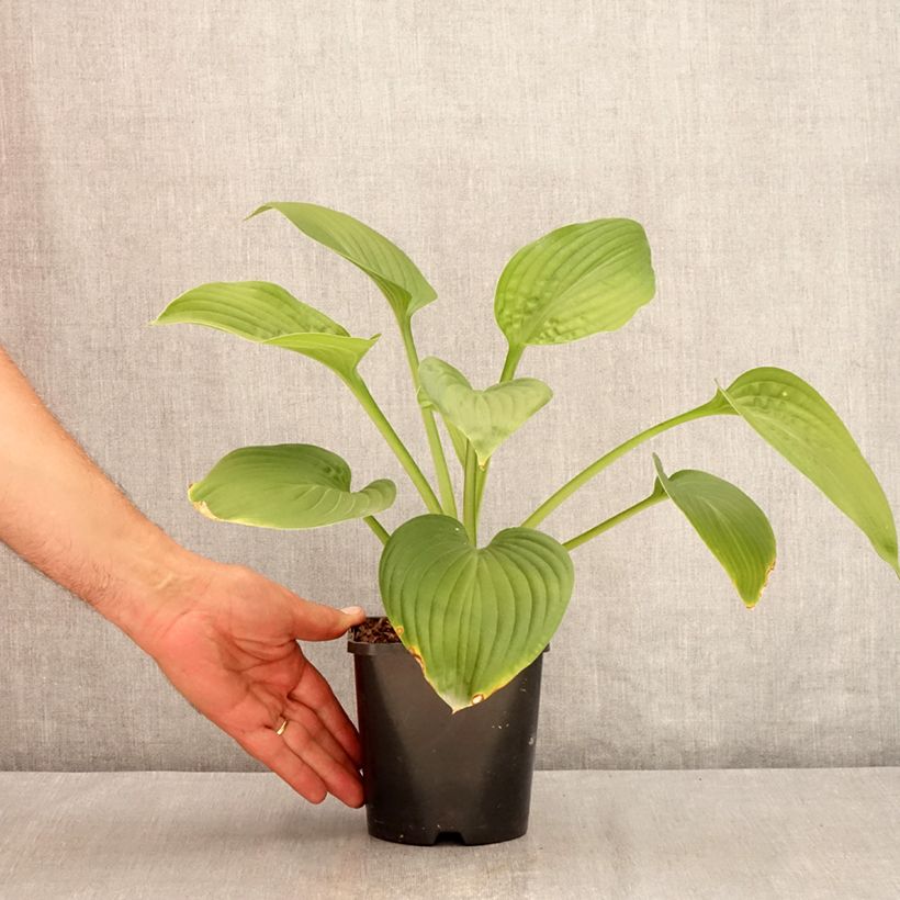 Esimerkki kesällä toimitetusta Kuunlilja Jurassic Park Pot de 1,5L/2L-taimesta