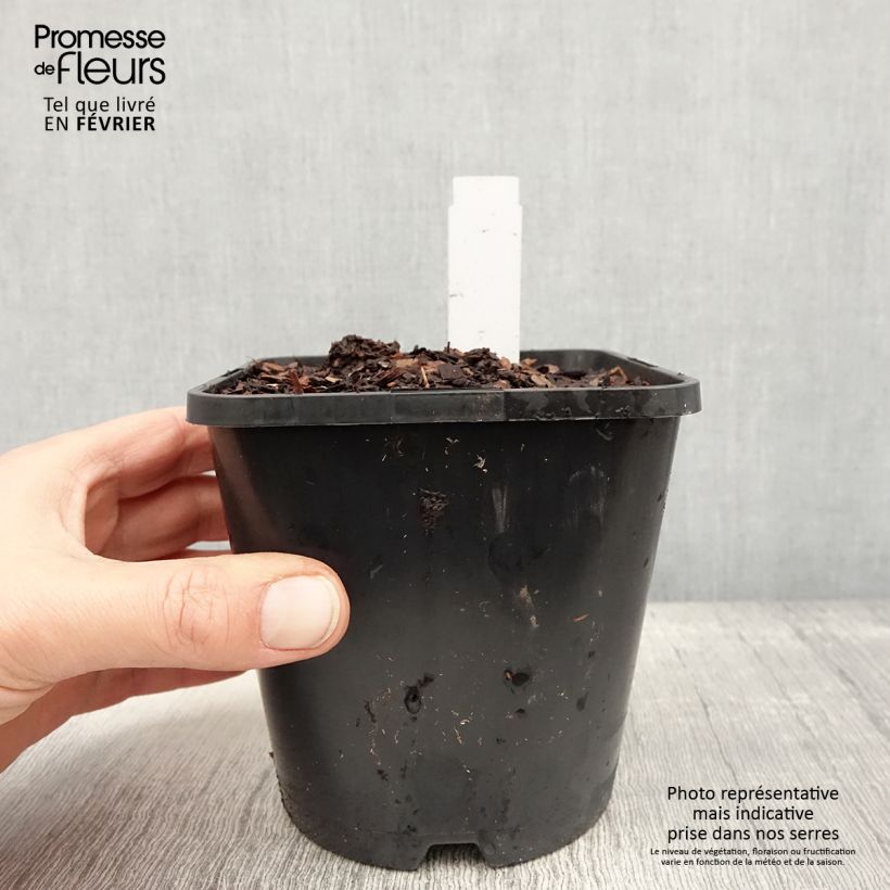 Esimerkki talvella toimitetusta Hosta Justine Pot de 1,5L/2L-taimesta