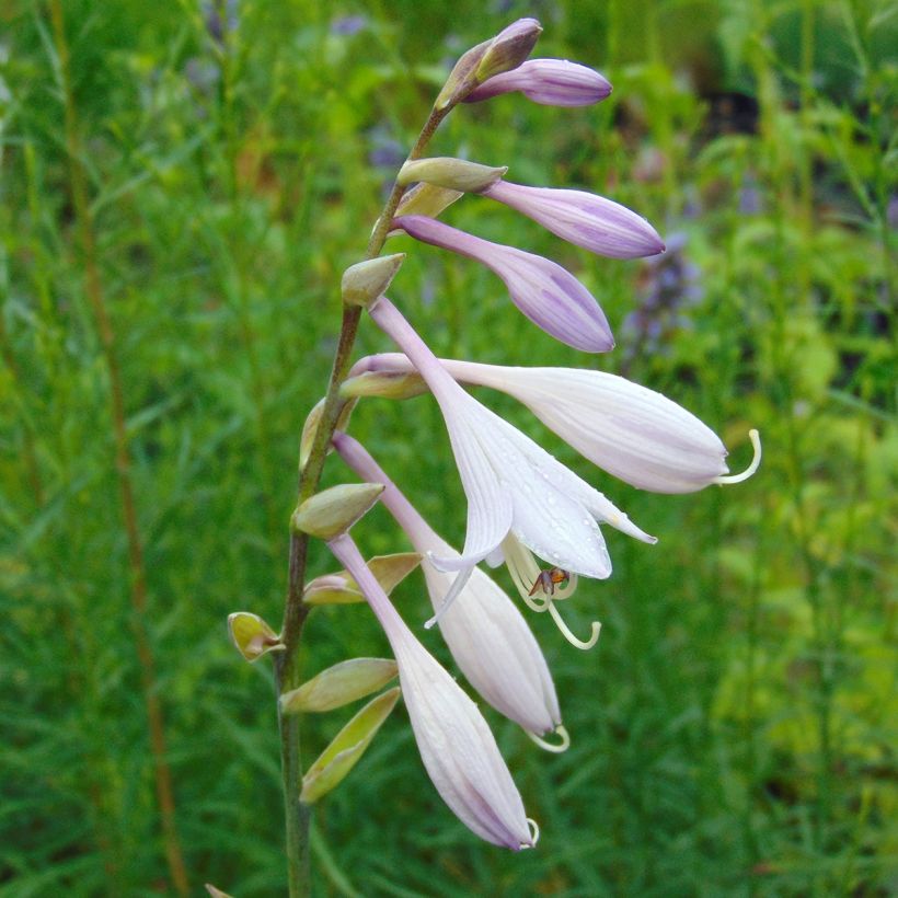Kuunlilja Krossa Regal (Kukinta)