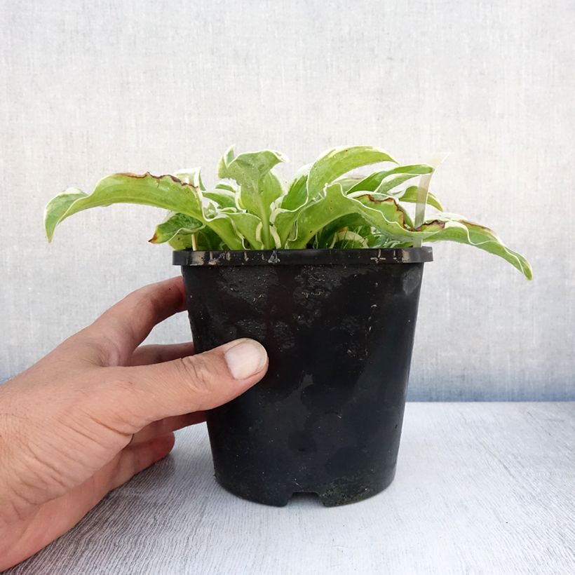 Esimerkki kesällä toimitetusta Kuunlilja Let's Twist Again Pot de 1,5L/2L-taimesta