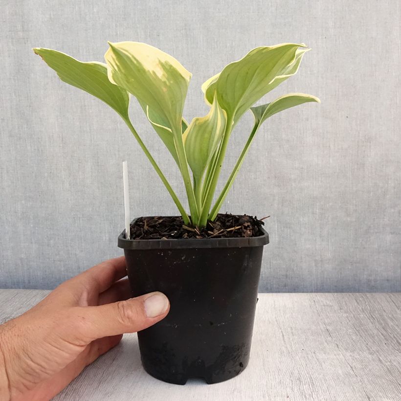 Esimerkki kesällä toimitetusta Kuunlilja Liberty Pot de 1,5L/2L-taimesta