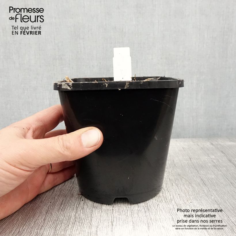 Esimerkki talvella toimitetusta Hosta Limey Lisa Pot de 1,5L/2L-taimesta