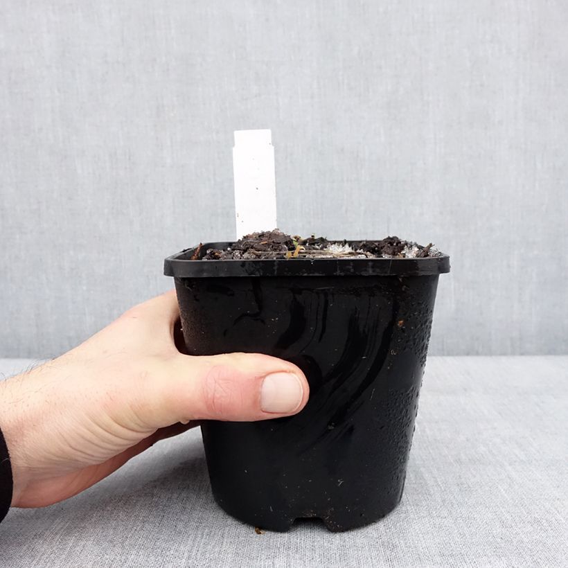 Esimerkki talvella toimitetusta Hosta Lipstick Kiss Pot de 1,5L/2L-taimesta