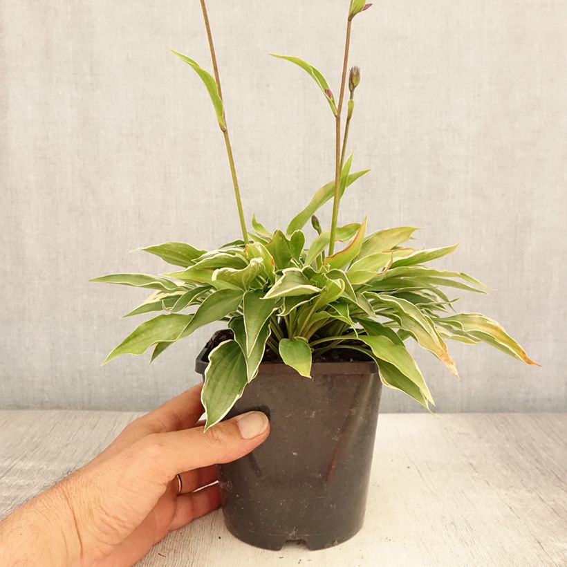 Esimerkki kesällä toimitetusta Kuunlilja Little Devil Pot de 1,5L/2L-taimesta