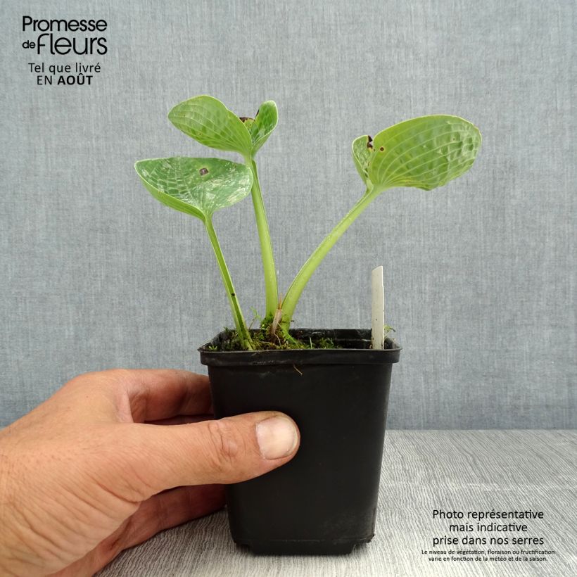 Esimerkki kesällä toimitetusta Kuunlilja Love Pat Godet de 8/9 cm-taimesta