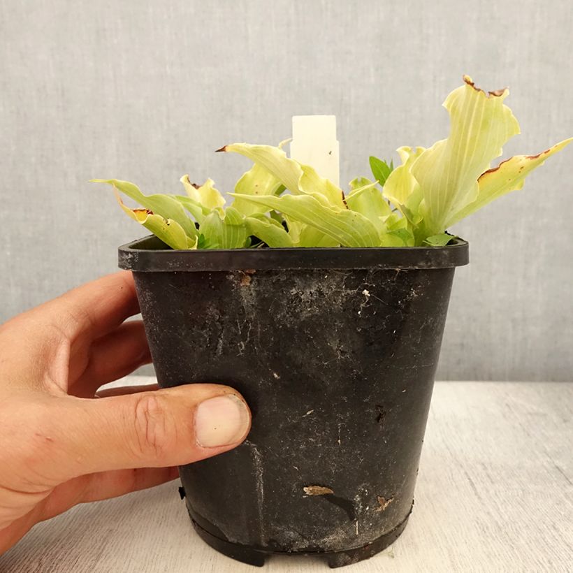 Esimerkki kesällä toimitetusta Kuunlilja Marilyn Monroe Pot de 1,5L/2L-taimesta