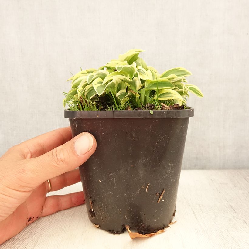 Esimerkki kesällä toimitetusta Kuunlilja Mini Skirt Pot de 1,5L/2L-taimesta