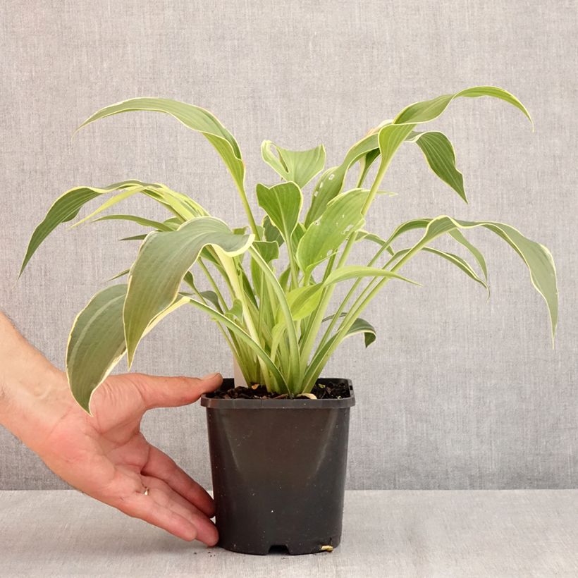 Esimerkki kesällä toimitetusta Vuoristokuunlilja Yellow River Pot de 1,5L/2L-taimesta