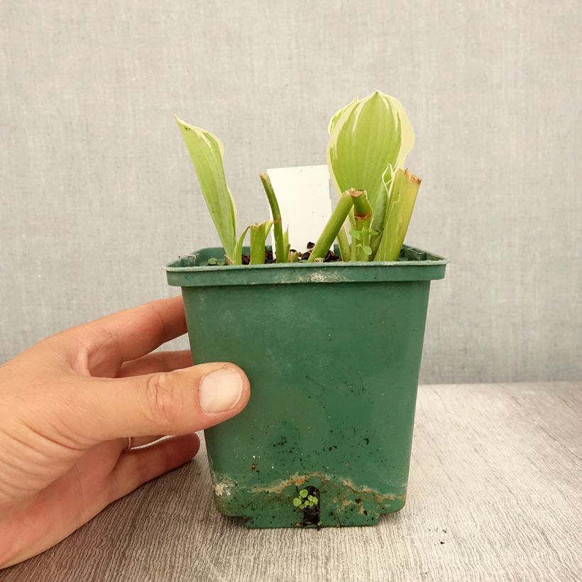 Esimerkki kesällä toimitetusta Kuunlilja Moonlight Pot de 1L/1,5L-taimesta