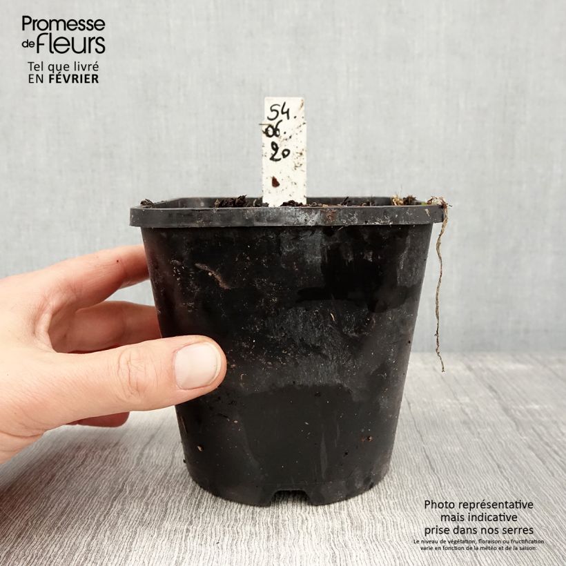 Esimerkki talvella toimitetusta Hosta Moulin Rouge Pot de 1,5L/2L-taimesta