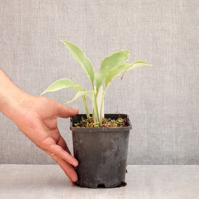 Esimerkki kesällä toimitetusta Kuunlilja Neptune Pot de 1,5L/2L-taimesta