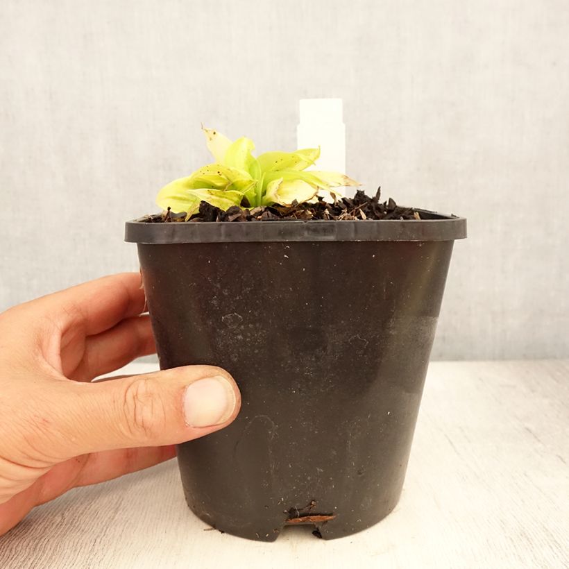 Esimerkki kesällä toimitetusta Kuunlilja Obi-One Kenobi Pot de 1,5L/2L-taimesta