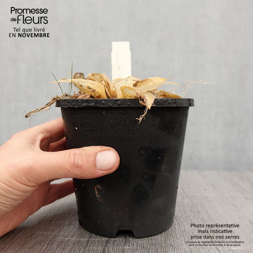 Esimerkki syksyllä toimitetusta Hosta Orange Star Pot de 1,5L/2L-taimesta