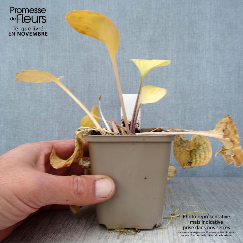 Esimerkki syksyllä toimitetusta Kuunlilja Paradise Island 8/9 cm taimiruukku-taimesta